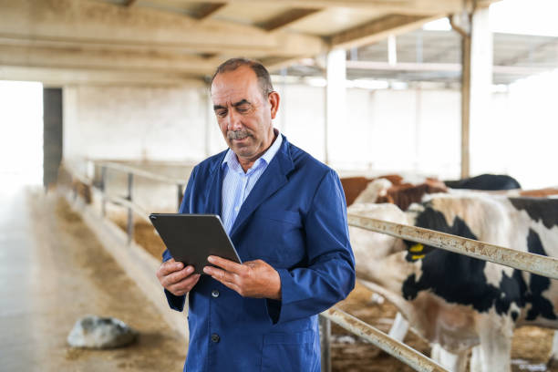 istock farmer senior man with tablet in hand checking cows on farm 2164256579