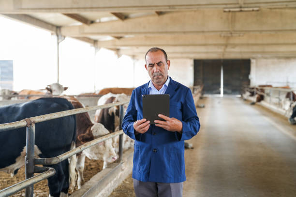 istock farmer senior man with tablet in hand checking cows on farm 2164257106