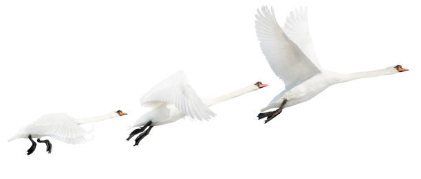 istock swan in flight stage isolated on white 2164257114