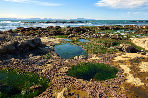 istock Shoreline Tide Pools Botanical Beach BC 2164257234