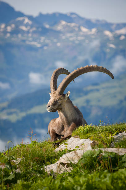 Capricorn high in the mountains resting in a meadow