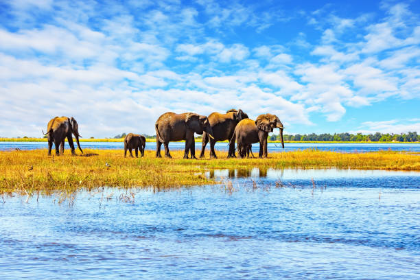 istock The wild animals in Africa 2164258342
