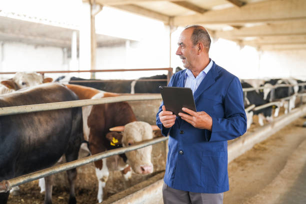 istock farmer senior man with tablet in hand checking cows on farm 2164258993