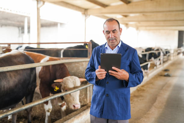 istock farmer senior man with tablet in hand checking cows on farm 2164259528