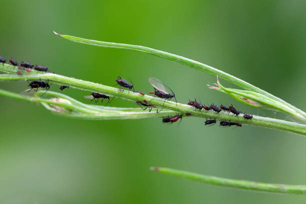 istock Aphids on a green plant. Colony with winged and wingless individuals. 2164259643