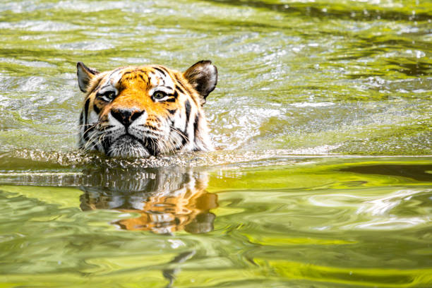 istock Bengal tiger swimming 2164259794