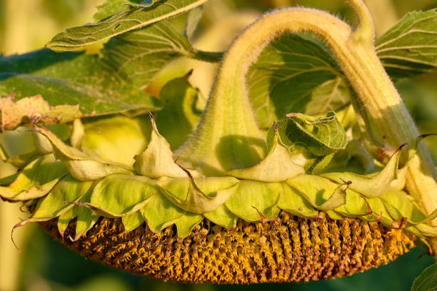 A detailed close-up portrait of a vibrant sunflower head, capturing the intricate texture of its seed patterns and the remnants of bright yellow petals. The image highlights the lush green sepals surrounding the sunflower and the striking contrast against the clear blue sky, showcasing the natural beauty and intricate design of this iconic plant.