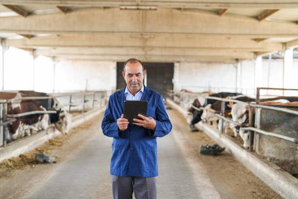istock farmer senior man with tablet in hand checking cows on farm 2164260588