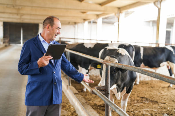 istock farmer senior man with tablet in hand checking cows on farm 2164260591