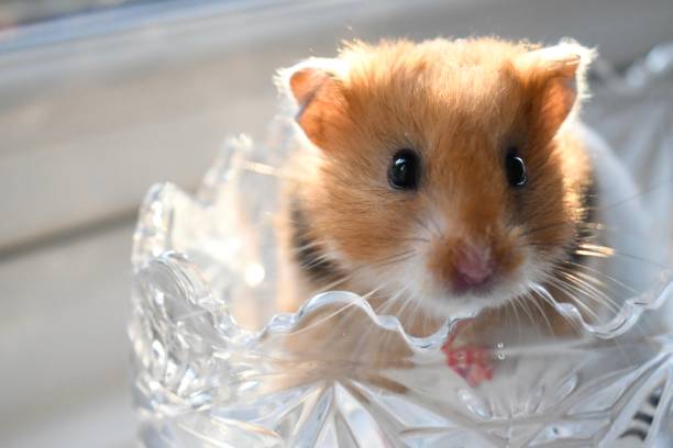 Portrait of an adorable long-haired golden hamster in the sunlight. Small pet Syrian hamster.