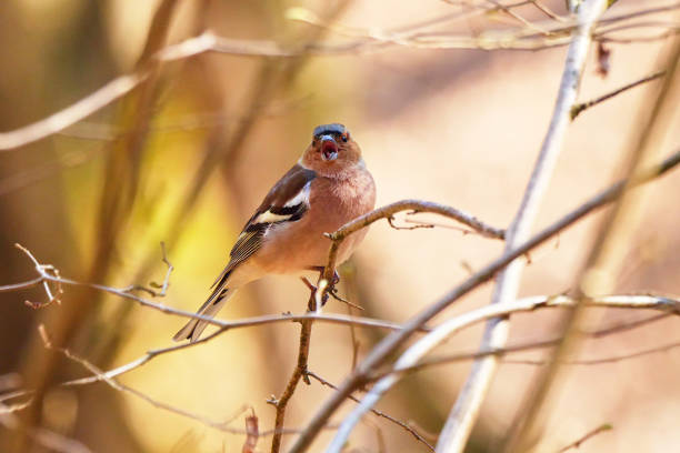 istock Common Chaffinch bird sitting on a branch and sing 2164262061