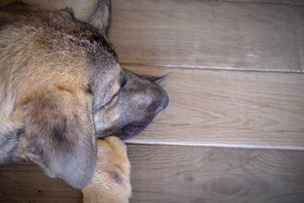 The stray dog, exhausted from the heat, sleeps in the cafe. Close-up head view of a stray dog ​​while sleeping. Stray stray dogs.