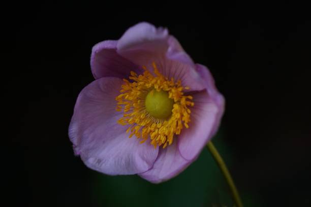 istock Background with anemone flower; Eriocapitella Tomentosa 2164262566