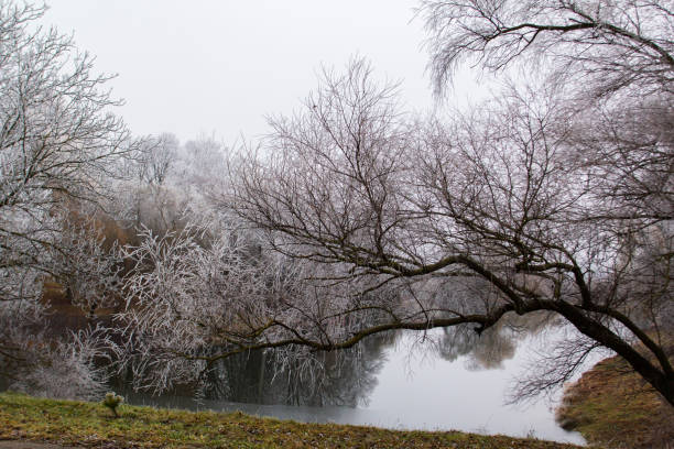 Winter landscape in Moldova on a cloudy day. Lake and trees in hoarfrost, selective focus.