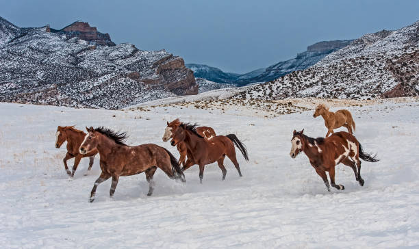 Many Horses running in the snow by the Big Horn Mountains near Shell, Wyoming. stock photo