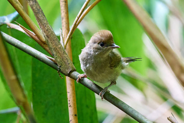 istock Eurasian blackcap juvenile bird close-up 2164268701