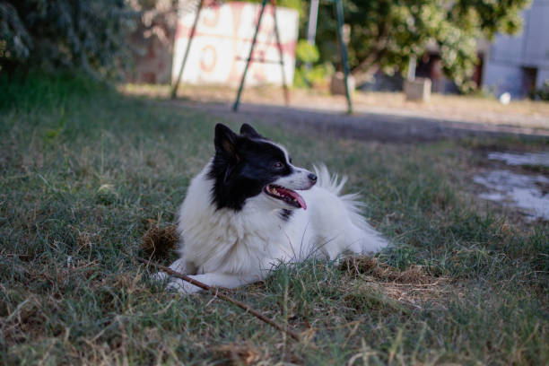 istock a black and white German Spitz pet enjoys the yard on the grass 2164268831