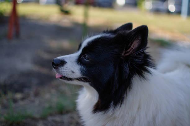 border collie, purebred, australian shepherd, scottish border shepherd, dog, pet, canine