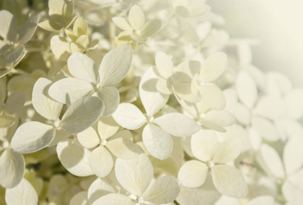 istock Closeup White Hydrangea flower blossom in morning garden. White Hydrangea Paniculata flowers with copy space background. Idea for postcards, greetings, invitations, posters, wedding and Birthday decoration. 2164268937