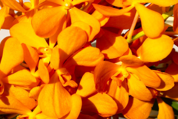 Bouquet beautiful orchid flowers on white background