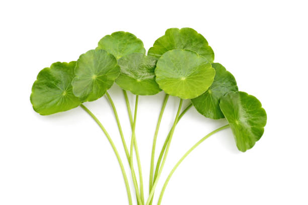 istock Centella asiatica leaves, Fresh herb plant 2164270620