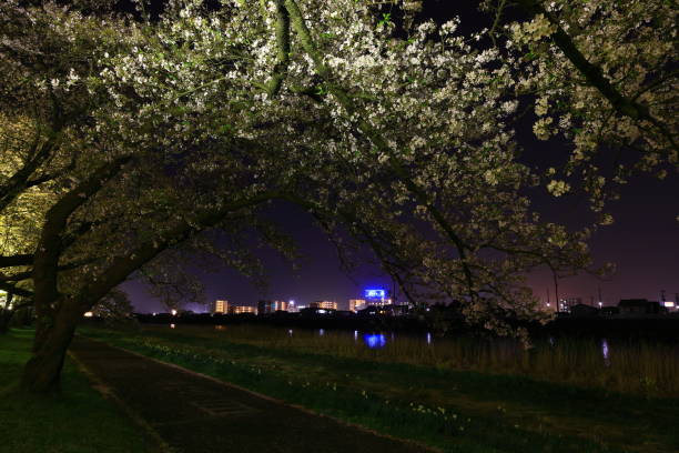 Landscape of cherry blossoms in full bloom