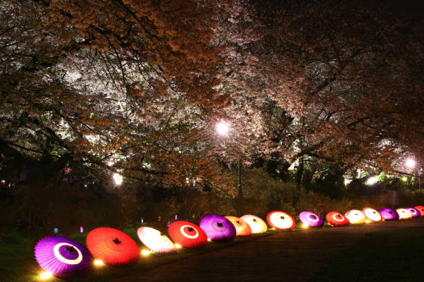 istock Landscape of cherry blossoms in full bloom 2164272121