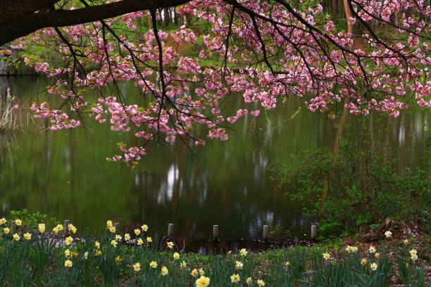 Landscape of cherry blossoms in full bloom