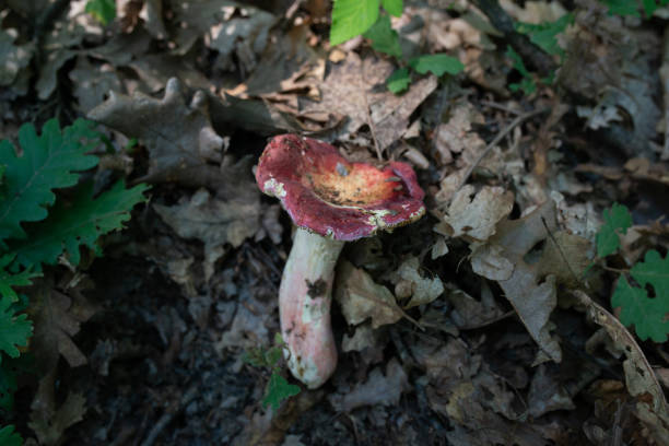 Red Russula rosea mushroom on forest ground