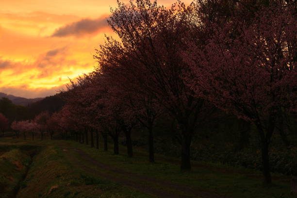 Landscape of cherry blossoms in full bloom