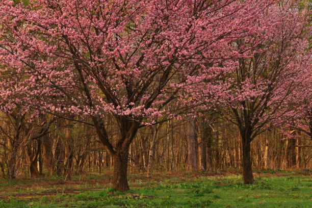 Delicate cherry blossoms in verdant spring forest setting with soft sunlight filtering through the lush green foliage.