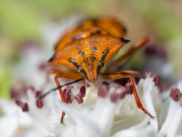 Beetle on a plant in summer
