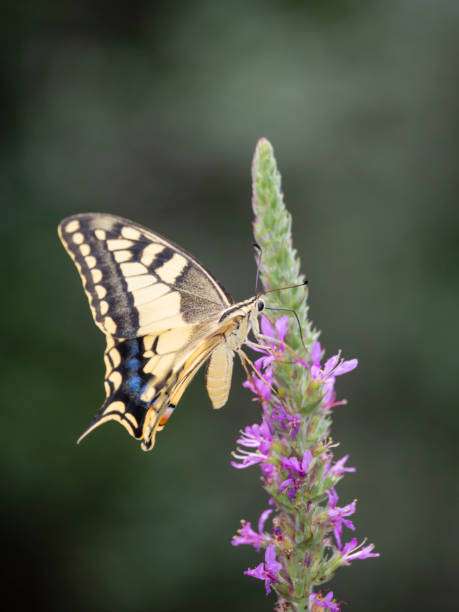 istock Butterfly on flower in summer 2164272875