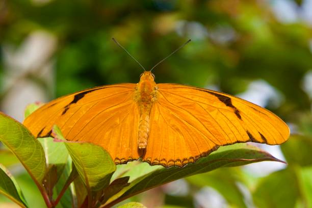 istock julia butterfly close up 2164276024