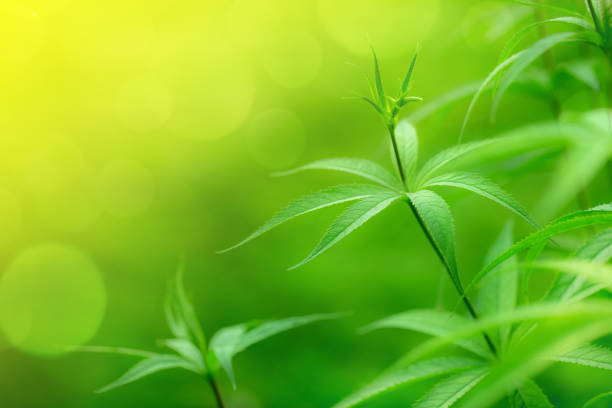 A close-up DSLR photo of young leaves of Veronicastrum Virginicum flower. Shallow depth of field, beautiful bokeh. Space for copy.