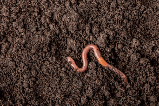 istock Earthworm in the soil 2164276664
