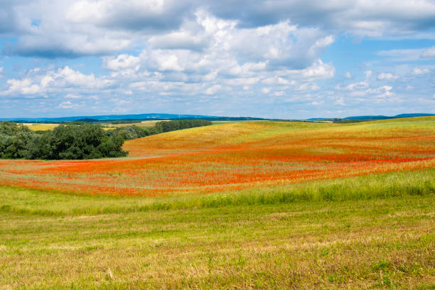 Red poppy field under blue sky in summer sunshine