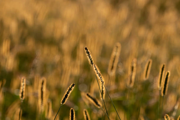Sunset grasses, light, orange, yellow