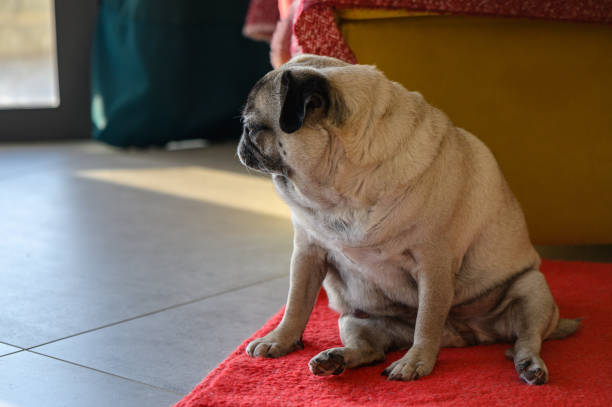 istock Senior pug resting at home 3 2164278494