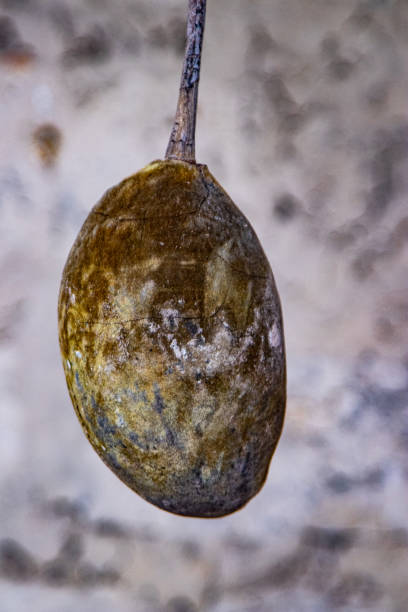 Baobab fruit on white background