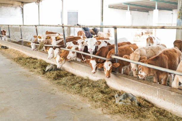 semental calves on the farm