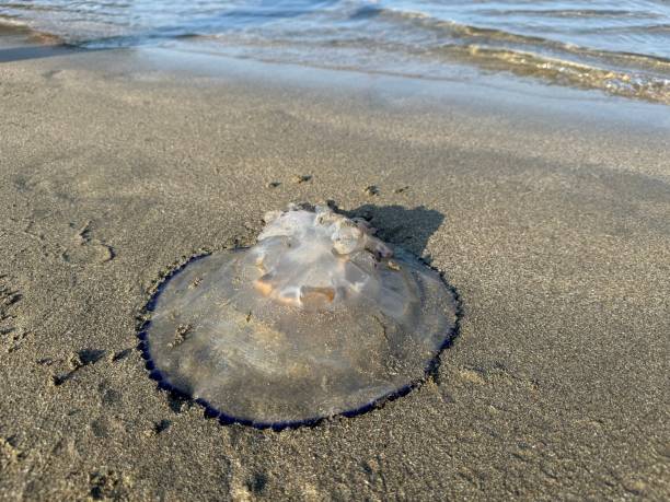 istock jellyfish on the beach 2164279884