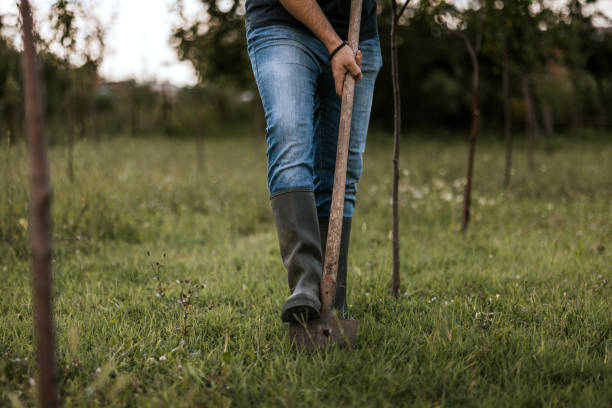A person is actively digging into the soil with a shovel to prepare for planting trees in a vibrant green field. The individual wears sturdy footwear and focuses on creating space for the young saplings. The surrounding area is filled with grass and young trees, enhancing the natural setting.