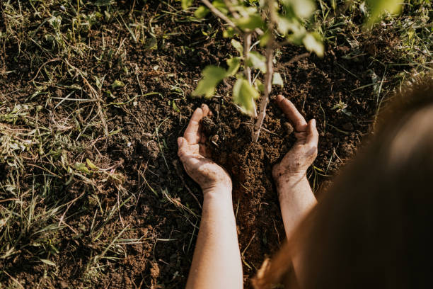 Planting a new tree in a restoration effort for local environment in springtime