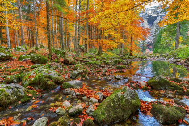 istock Captivating autumn scene near Hinterer Langbathsee lake. 2164280348