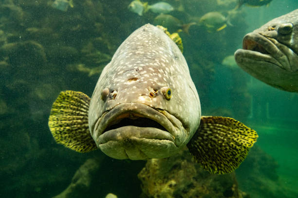 Portrait of giant grouper fish undertwater with blue color tone. Animal in nature portrait photo, eye selective focus.