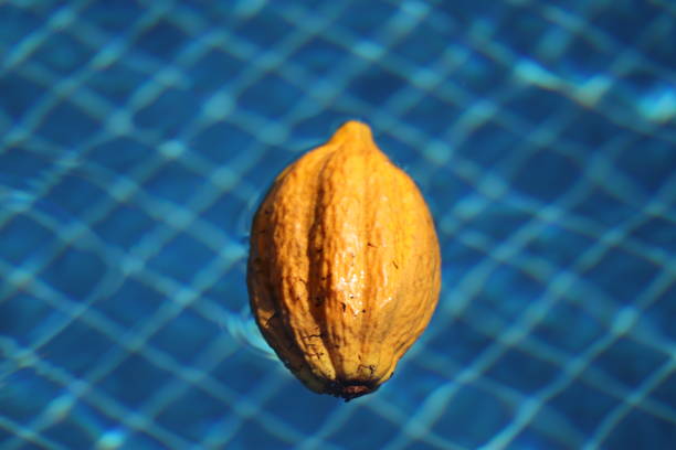 A ripe and colorful cocoa fruit in the foreground along with two others in different stages of ripening, highlighting its texture and natural colors.