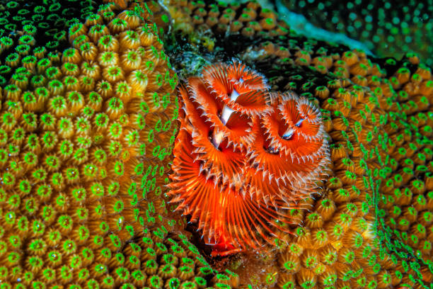 istock Spirobranchus giganteus, Christmas tree worms 2164284246