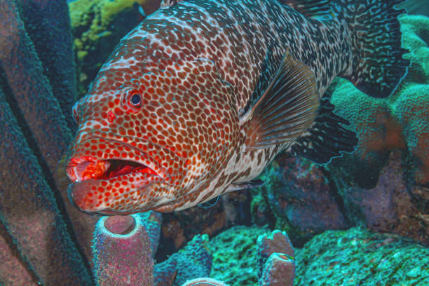 The Nassau grouper (Epinephelus striatus) and a female diver on Little Cayman - Cayman Islands