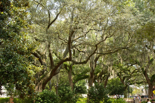 istock Mossy Oak Tree in Savannah GA 2164284304